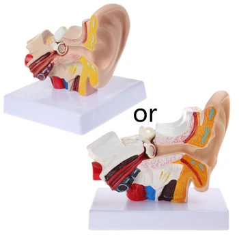1.5 Kez Yaşam Boyutu İnsan Kulak Anatomisi Modeli OrganMedical Öğretim Malzemeleri Profe