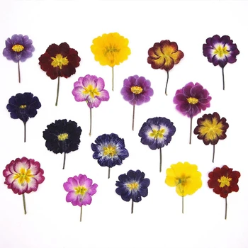 2-4cm / 12 adet, doğal preslenmiş çuha çiçeği yaprakları, DIY kabartmalı dekoratif boyama damlalıklı telefon kılıfı bitki fotoğraf çerçevesi petal makyaj