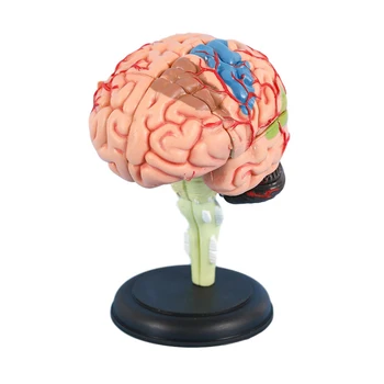 4D Beyin Modeli Anatomisi ve Ekran Standı Yaşam Boyutu Renk Kodlu Beyin Anatomik Modeli için Ayrılabilir Öğretim Bilimi Çalışma
