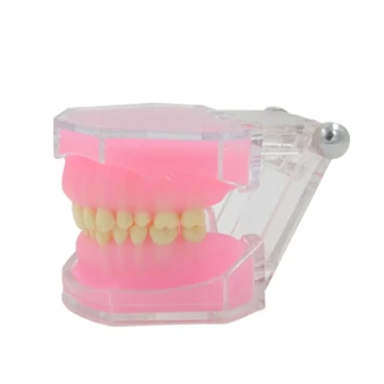 Diş Modeli Diş Typodont Diş Modeli Ayrılabilir Diş Modeli Öğretim için