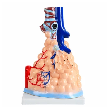K1AA Kardiyopulmoner Anatomi Modeli Solunum Sistemi Alveolar Modeli Pulmoner Modeli