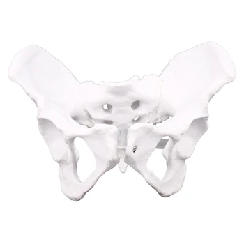 Kadın Anatomisi Pelvis Pelvik İskelet Boğaz Anatomisi Anatomisi Kafatası Heykel Kafası Vücut Modeli