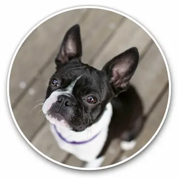 S61785 # Sevimli Boston Terrier Köpek Yavrusu Kendinden yapışkanlı Çıkartması Araba Sticker Su Geçirmez Otomatik Dekorları Tampon Arka Cam Dizüstü Bilgisayar