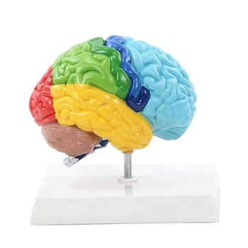Sağ Yarım Küre Beyin İnsan Vücudu Modeli PVC 1:1 Öğrenci Öğretim Çalışması Montaj Modeli